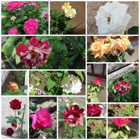 John And Tania's Garden